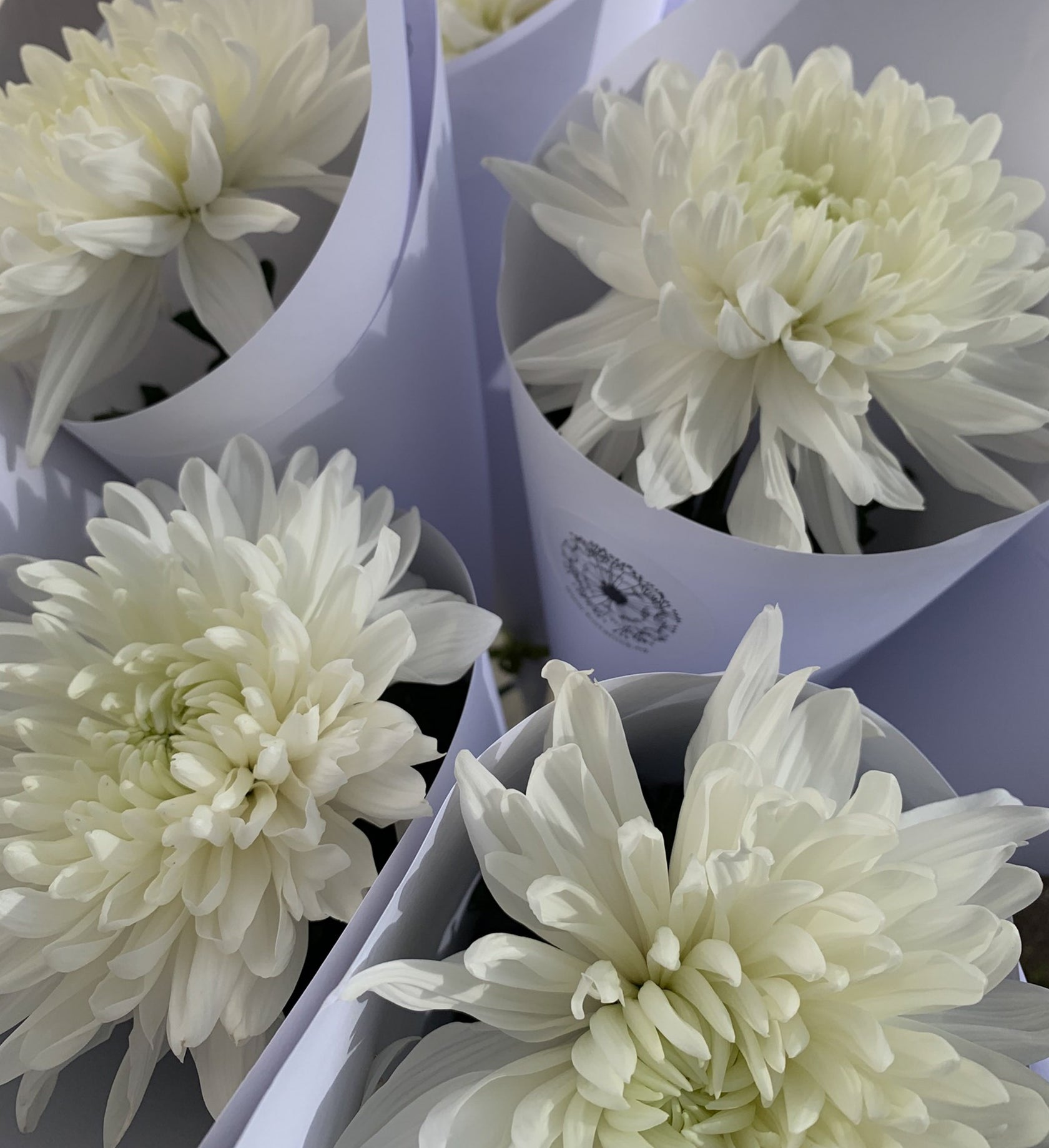 SINGLE_WHITE_FLOWERS_IN_WHITE_KRAFT_PAPER