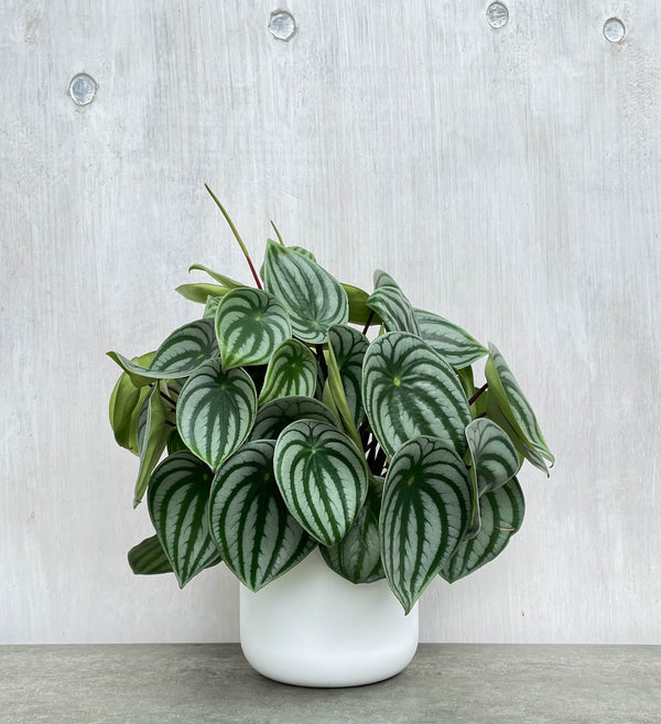 Peperomia-Argyreia-Watermelon-potted-Plant