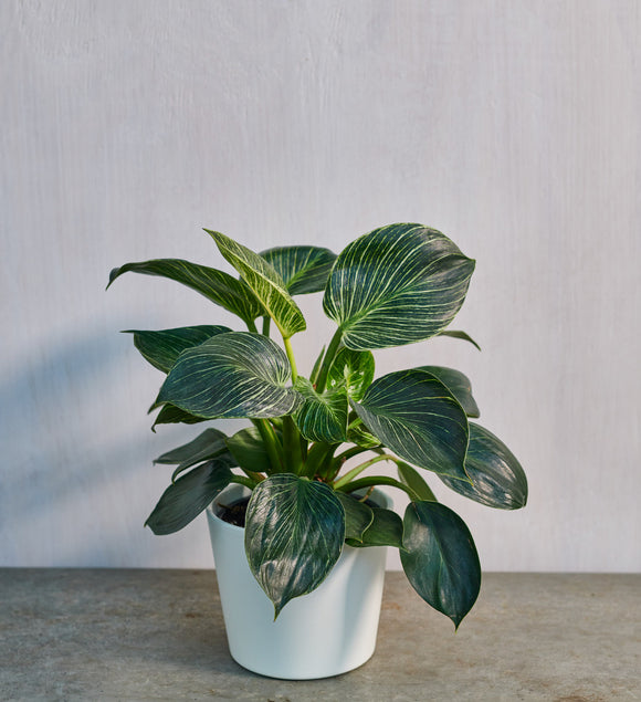 Philodendron Birkin Potted Plant